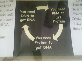 Circular chart that reads: You need DNA to get RNA - You need RNA to get Protein - You need Protein to get DNA -