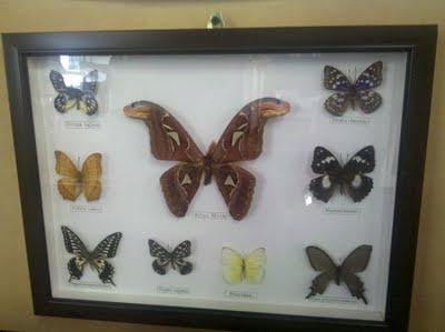 Butterfly display.