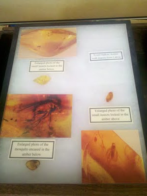 Pictures of insects trapped in amber.