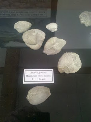 Fossils of clams and snails.