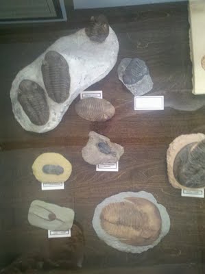 Trilobite and other marine fossils.