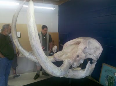 Mastodon Skull