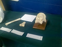 Giant Sloth skull and a few other bones