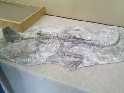 Cast of a fossil of a Psittacosaurus that is flattened, except for its head which is cocked back.