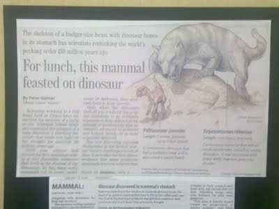 Newspaper article about a mammal fossil that was found with dinosaur remains in its stomach.