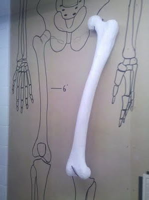 Cast of a very large human femur attached to an outline of a skeleton of 13 foot tall human.